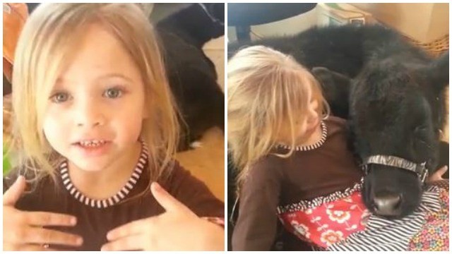 Why Did This 5-Year-Old Girl Let The Cow Into Her House? Listen To Her Adorable Explanation