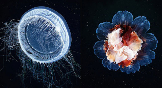 These Incredible Underwater Photos Show The Stunning Beauty Of Deep Sea Life