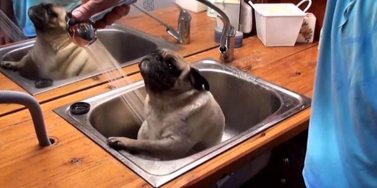 Cuteness Alert: Barry The Pug In The Tub Loves Baths And He Is SO Adorable!