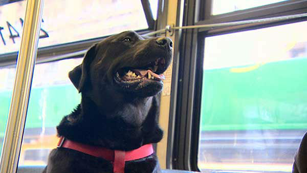 This Awesome Dog Rides The Bus To The Park Everyday And Brings Smiles To Everyone’s Faces
