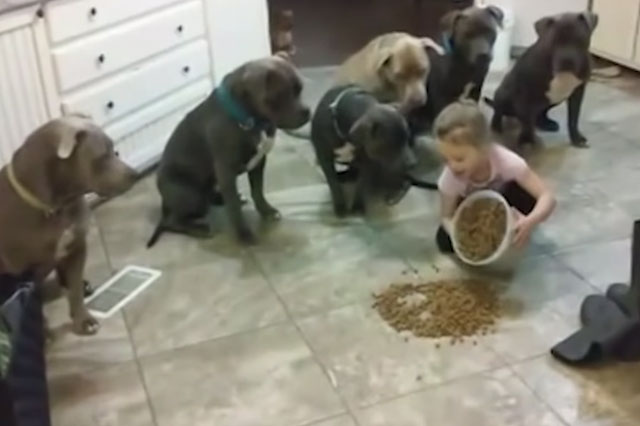 Little Girl Is The Tiny Boss Of Her 6 Pit Bulls And It Is Absolutely Adorable
