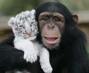 Monkey and tiger
