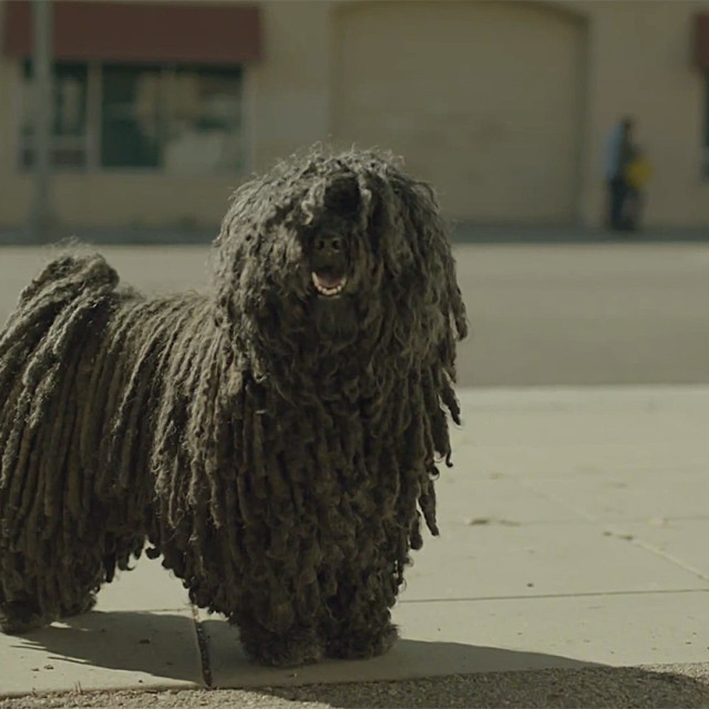 Dr. Pepper Just Released The Most Heartwarming Commercial And It Stars The World’s Cutest Mop Dog