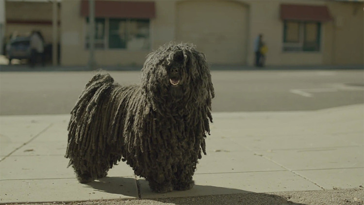 Dr. Pepper Just Released The Most Heartwarming Commercial And It Stars The World’s Cutest Mop Dog