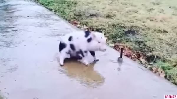Phinny The Piglet Slips And Slides Along The Sidewalk And It Is Ridiculously Adorable