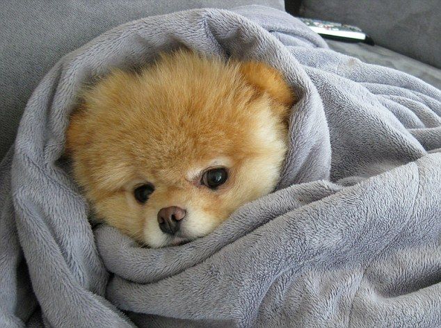 There Is Nothing More Adorable Than Super Cute Animals Wrapped In Super Cozy Blankets