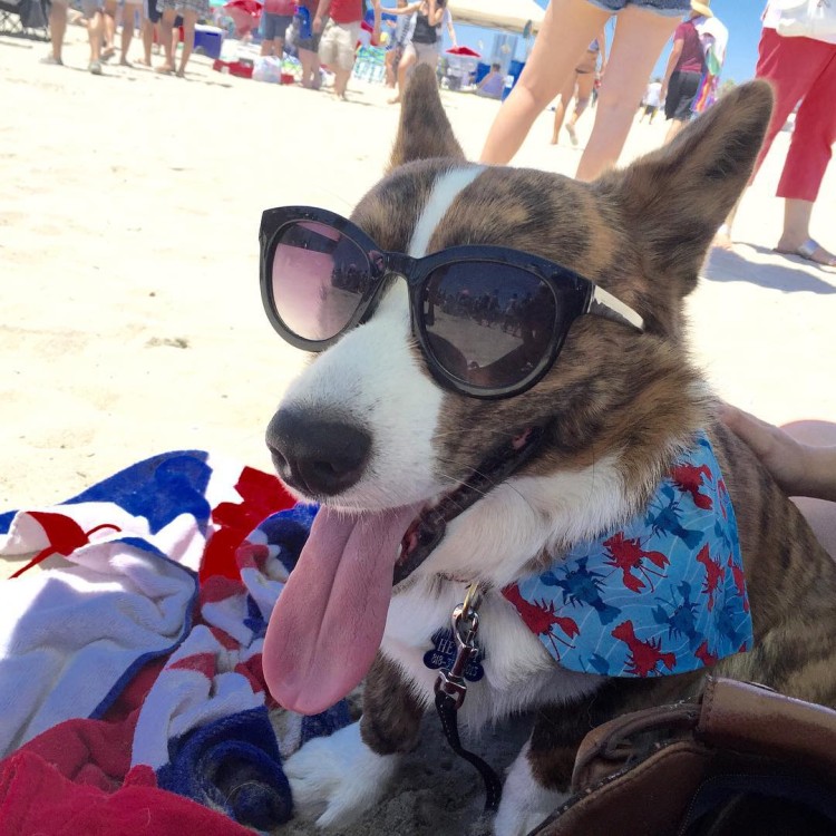 Can We Talk About A Cuteness Overload? 800 Dogs Show Up For SoCal Corgi Beach Day!