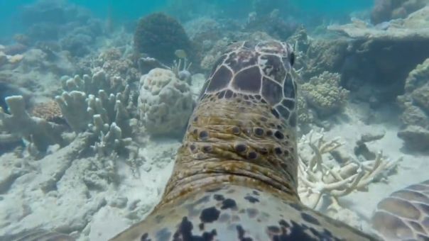 World Wildlife Foundation Captured This AWESOME Footage By Placing A GoPro On A Turtle’s Back!
