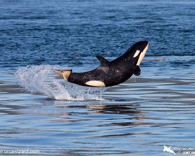 This Adorable Baby Whale Is Totally Our Friday Spirit Animal!