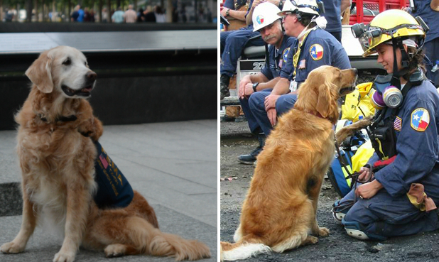 The Last Living Rescue Dog Who Worked At Ground Zero And Her Handler Were Honored In The Sweetest Way Possible