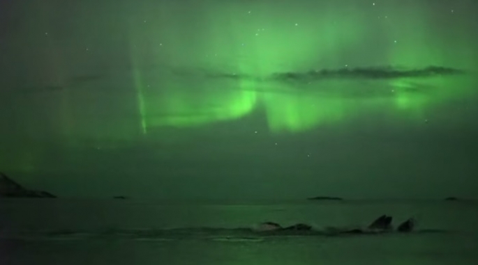 Photographer Captures Amazing Footage Of Humpback Whale Playing Under The Northern Lights!